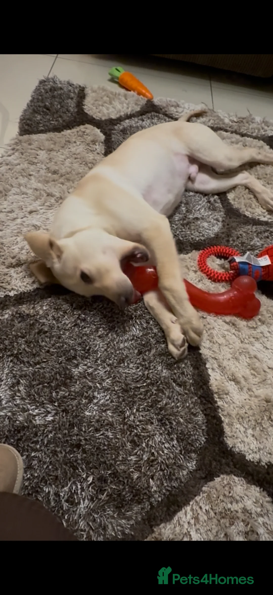 Labrador Retriever dogs for sale: 7 month old Labrador male in Saint Helens - Advert 2