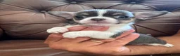 Chihuahua dogs for sale: 3 beautiful chihuahua pups - Advert 7