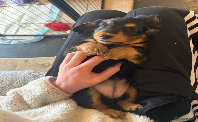 Miniature Dachshund dogs - Advert 7