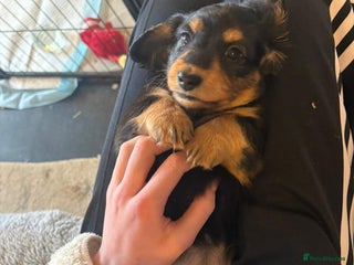 Miniature Dachshund dogs - Advert 27