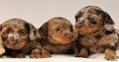 Miniature Dachshund dogs - Advert 12