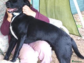 Mixed Breed dogs SHEAMUS-a sensitive Soul for the right Human Match - Advert 3