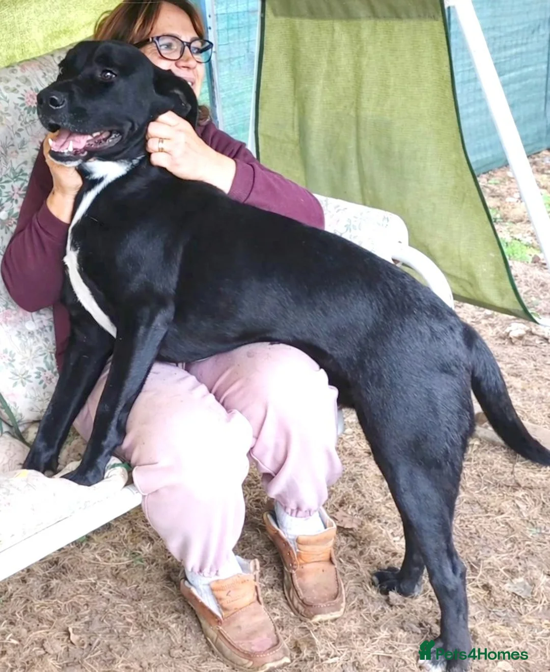 Mixed Breed dogs for adoption: SHEAMUS-a sensitive Soul for the right Human Match - Advert 1