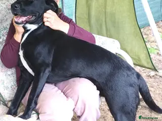 Mixed Breed dogs SHEAMUS-a sensitive Soul for the right Human Match - Advert 1