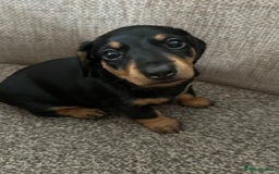 Dachshund dogs for sale: Two beautiful girl dachshunds for sale  - Image 2