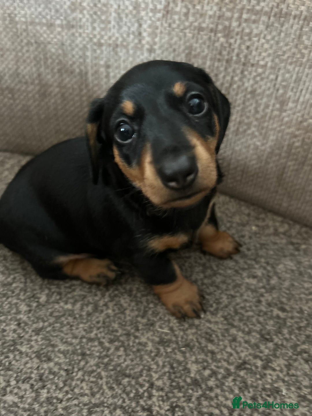 Dachshund dogs for sale: Two beautiful girl dachshunds for sale  - Image 2
