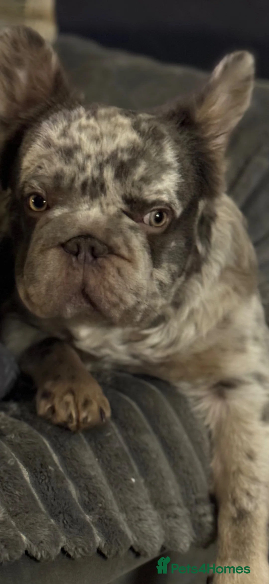 French Bulldog dogs for stud: Lilac Merle Full Fluffy French bulldog STUD - Advert 2