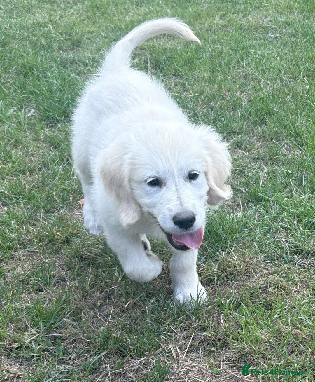 Golden Retriever dogs for sale: KC Registered  boy from 5 Star Breeder  - Image 9