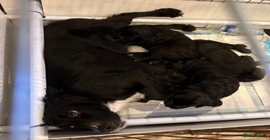 Cocker Spaniel dogs - Advert 12