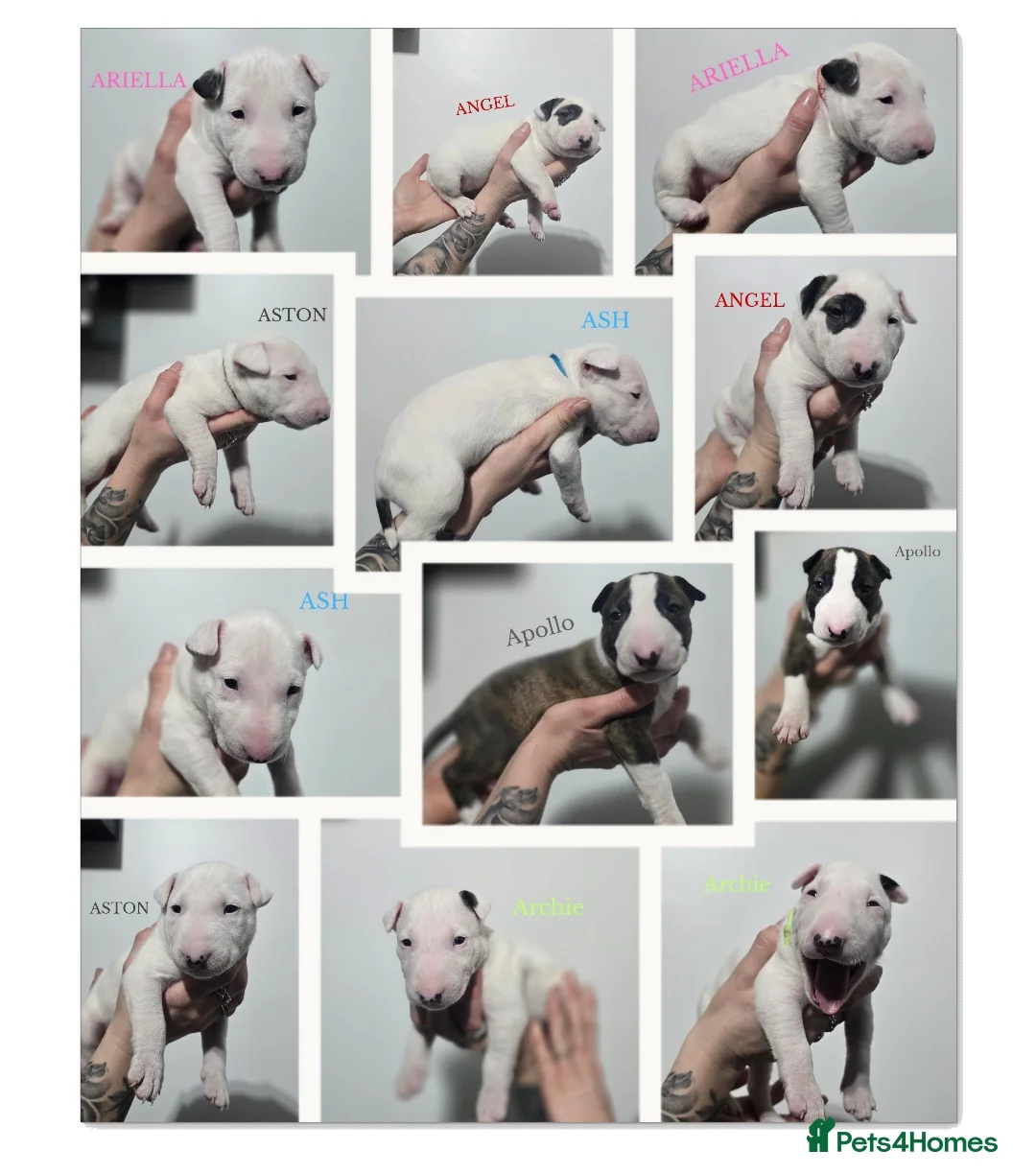 Gallery Image {{count}}