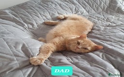 British Shorthair cats for sale: British Shorthair kittens - Image 11