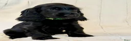 Cocker Spaniel dogs for sale: Health Tested KC Reg Showline Cocker Spaniel Pups - Advert 22