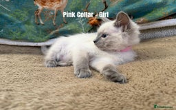 Ragdoll cats for sale: 4 cute fluffy Ragdoll Kittens - Advert 18