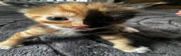 Mixed Breed cats for sale: 4 beautiful kittens  - Advert 5