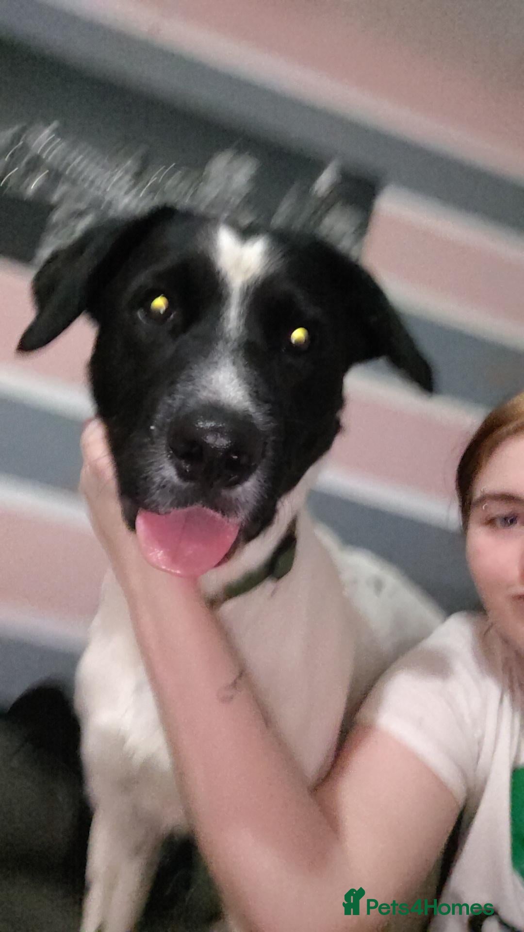 Mixed Breed dogs Hi my names teddy  - Advert 3