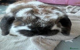 Mixed Breed rabbits for sale: Urgent: Female bunny needs happy home - Image 4