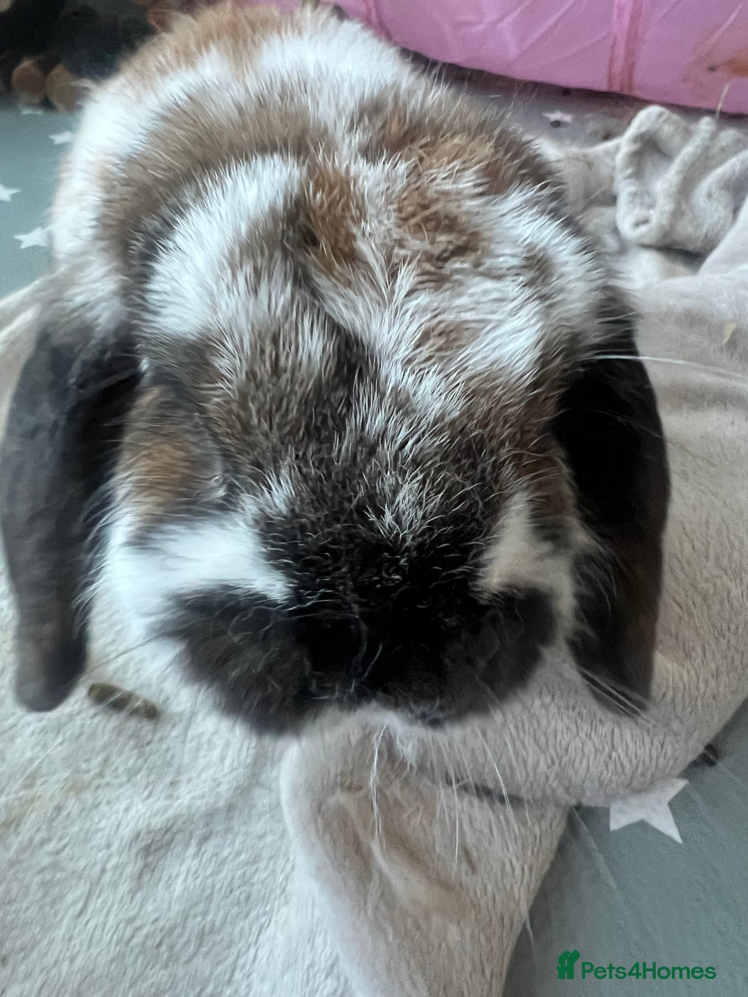 Mixed Breed rabbits for sale: Urgent: Female bunny needs happy home - Image 4