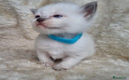 Ragdoll cats for sale: 2 male pure Ragdoll kittens ready now!  - Image 17
