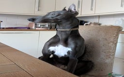 Whippet dogs for stud: Proven KC registered blue whippet for stud in Doncaster - Image 3