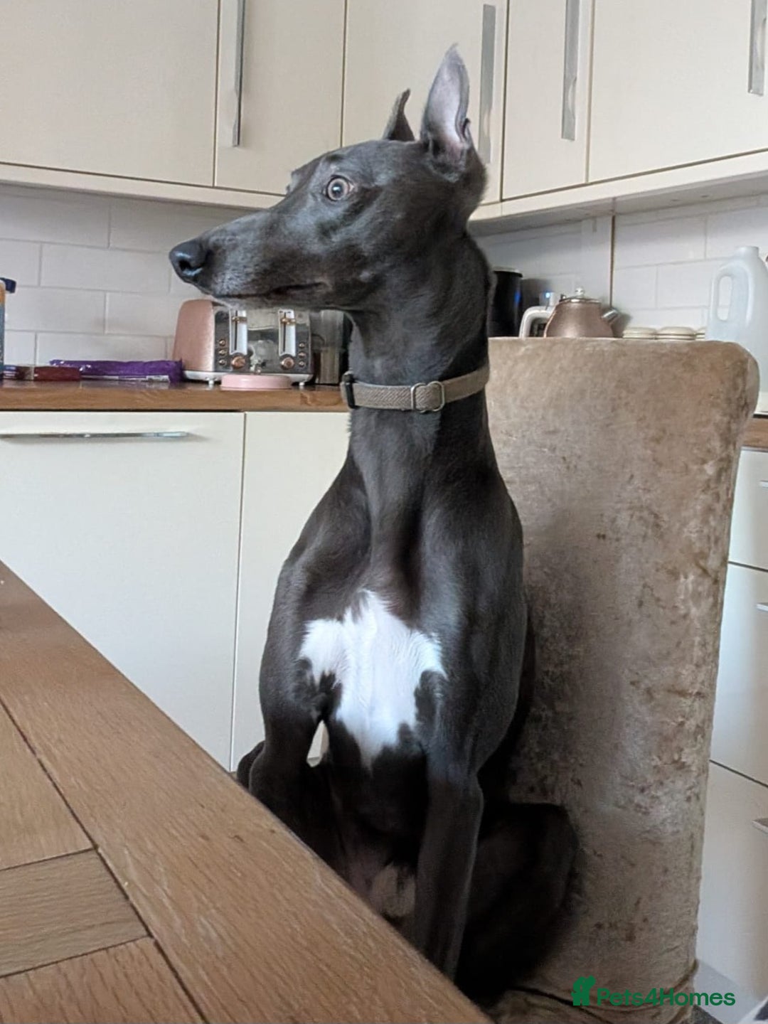 Whippet dogs for stud: Proven KC registered blue whippet for stud in Doncaster - Image 3