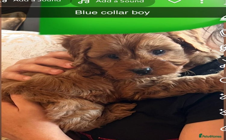Cavapoo dogs - Advert 4