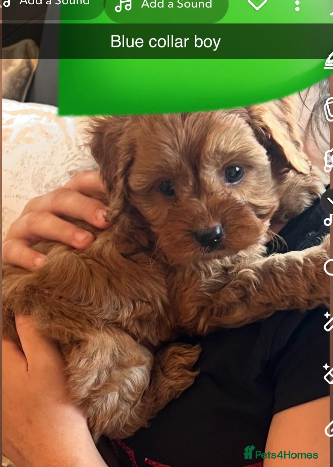 Cavapoo dogs for sale: Cavapoo puppies⭐️⭐️ health tested parents ⭐️⭐️⭐️ - Image 2