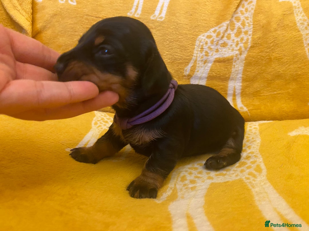 Miniature Dachshund dogs for sale: YOUR FOREVER COMPANION AWAITS  - Image 12