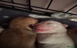 Mixed Breed dogs for sale: French bulldog x American bulldog  - Image 8