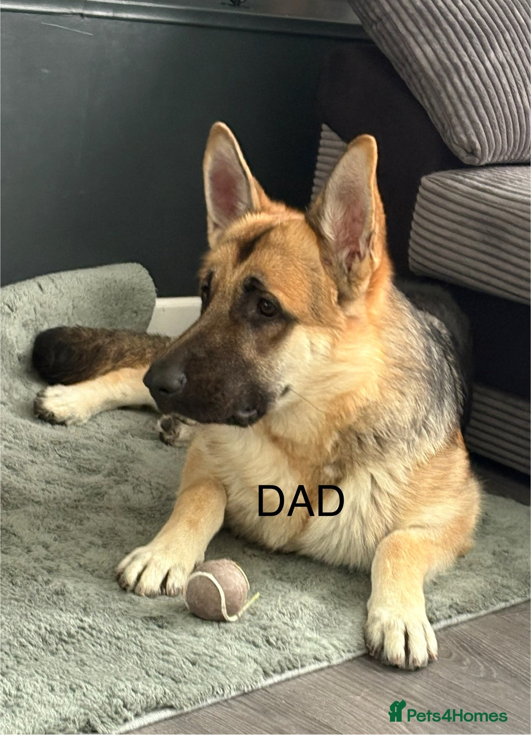 German Shepherd dogs for sale: Beautiful German Shepard puppies  - Advert 3