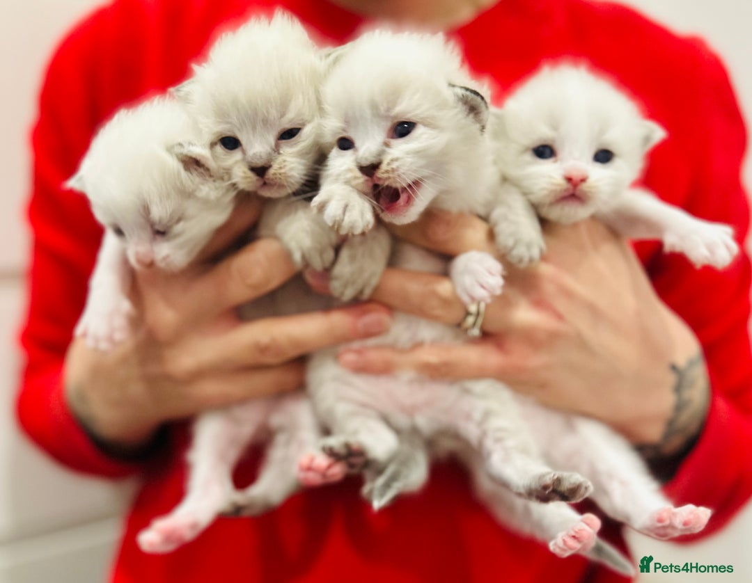 Ragdoll cats for sale: Ragdoll kittens for sale - Advert 3