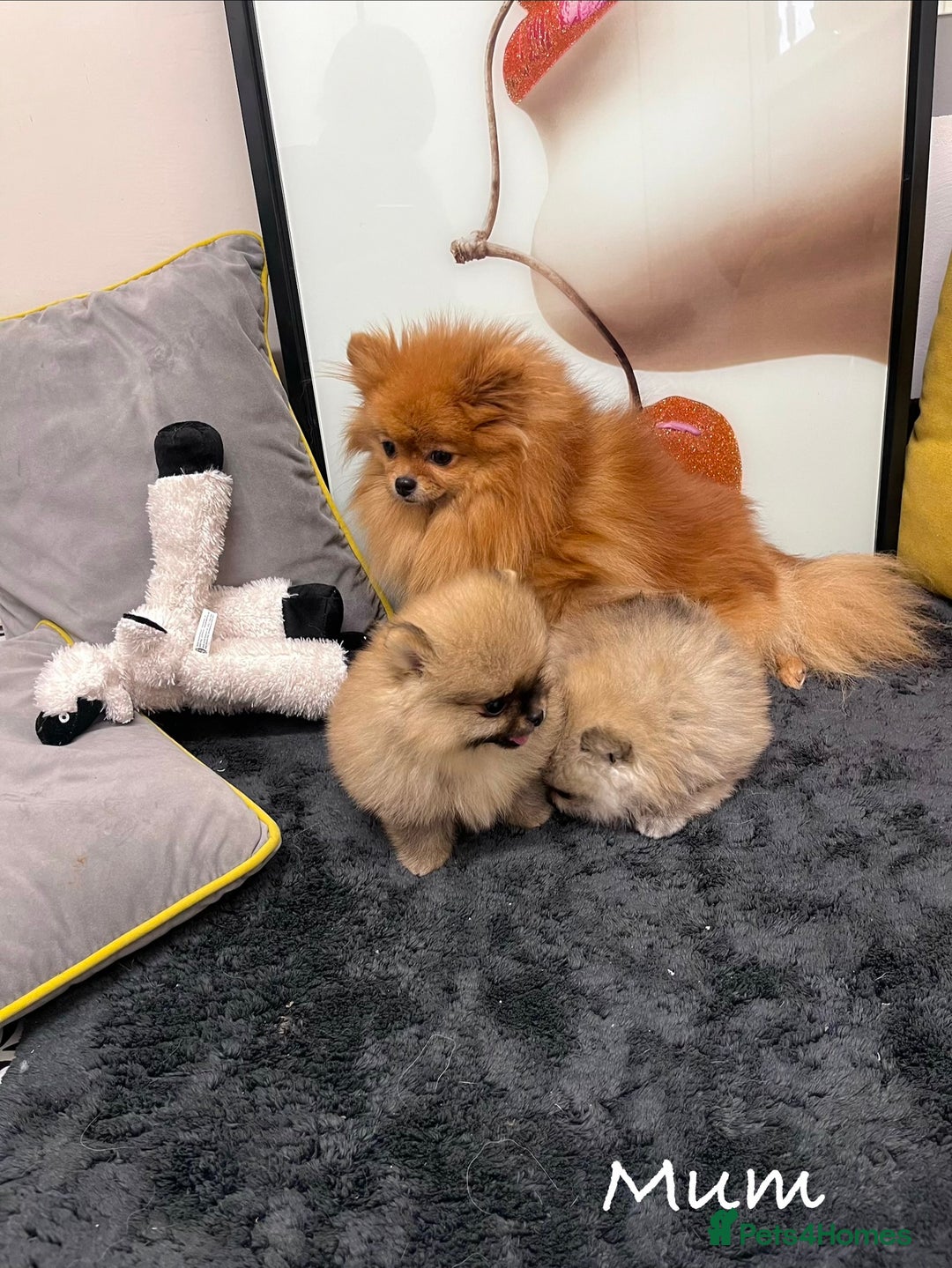 Pomeranian dogs for sale: 🔥🔝 Quality 🏆Championship 🧸Teddy Bears - Advert 6