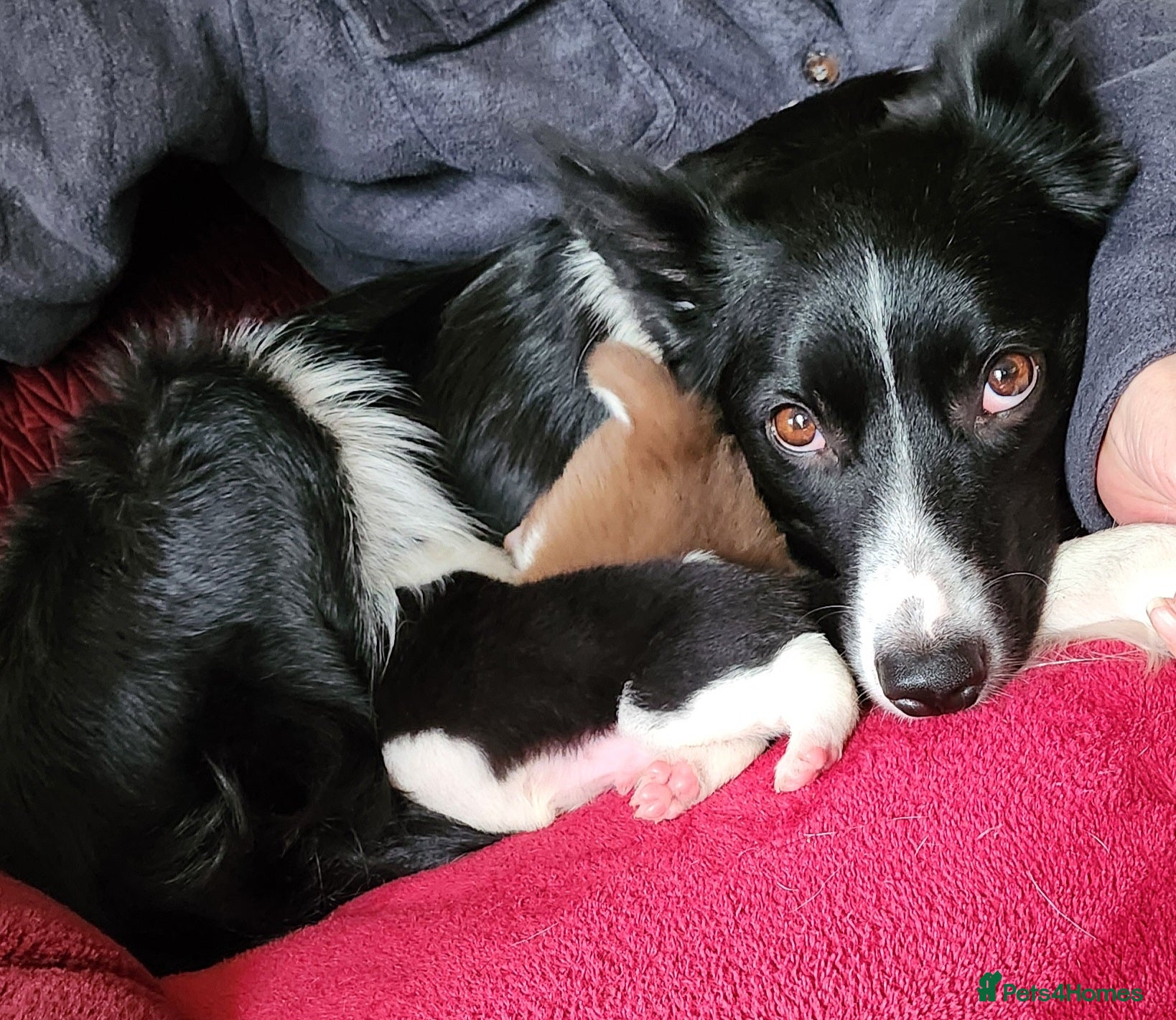 Border Collie dogs Beautiful Border Collie Puppies - Advert 3