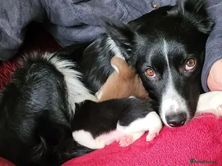 Border Collie dogs Beautiful Border Collie Puppies - Advert 3