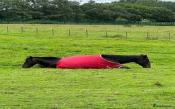 Irish Thoroughbred horses for sale: Thoroughbred and Dartmoor for sale - Image 2
