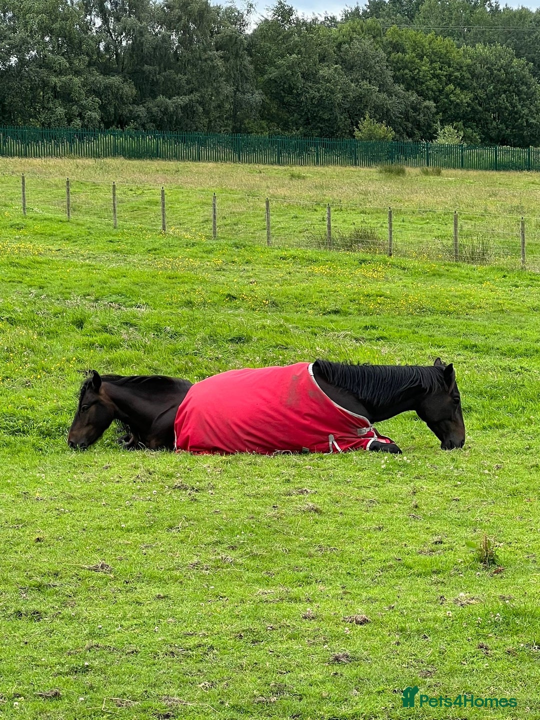 Irish Thoroughbred horses for sale: Thoroughbred and Dartmoor for sale - Image 2