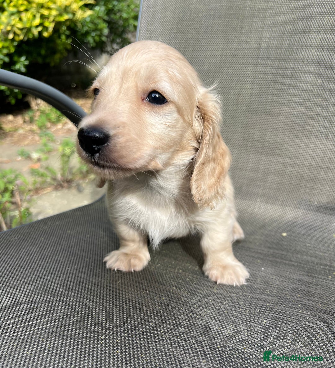 Miniature Dachshund dogs for sale: English Cream KC Reg Dachshund  - Image 3