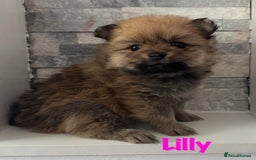 Pomeranian dogs for sale: 6 Pomeranian cherubs - Image 11