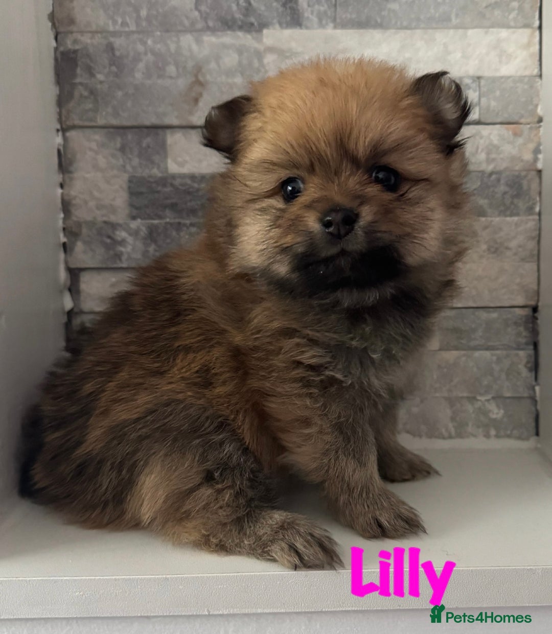 Pomeranian dogs for sale: 6 Pomeranian cherubs - Image 11