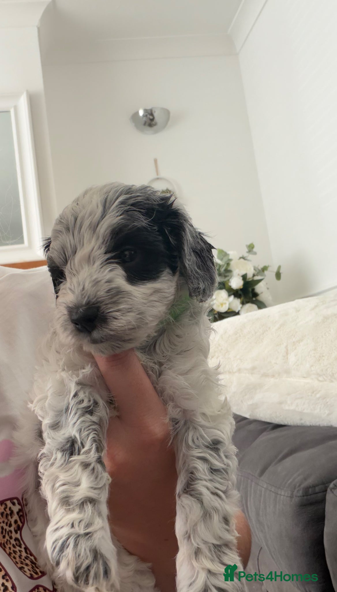 Mixed Breed dogs for sale: Jackapoo Puppies - Advert 17