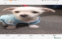 Bichon Frise dogs for sale: I am y are playful and eat at they  - Image 4