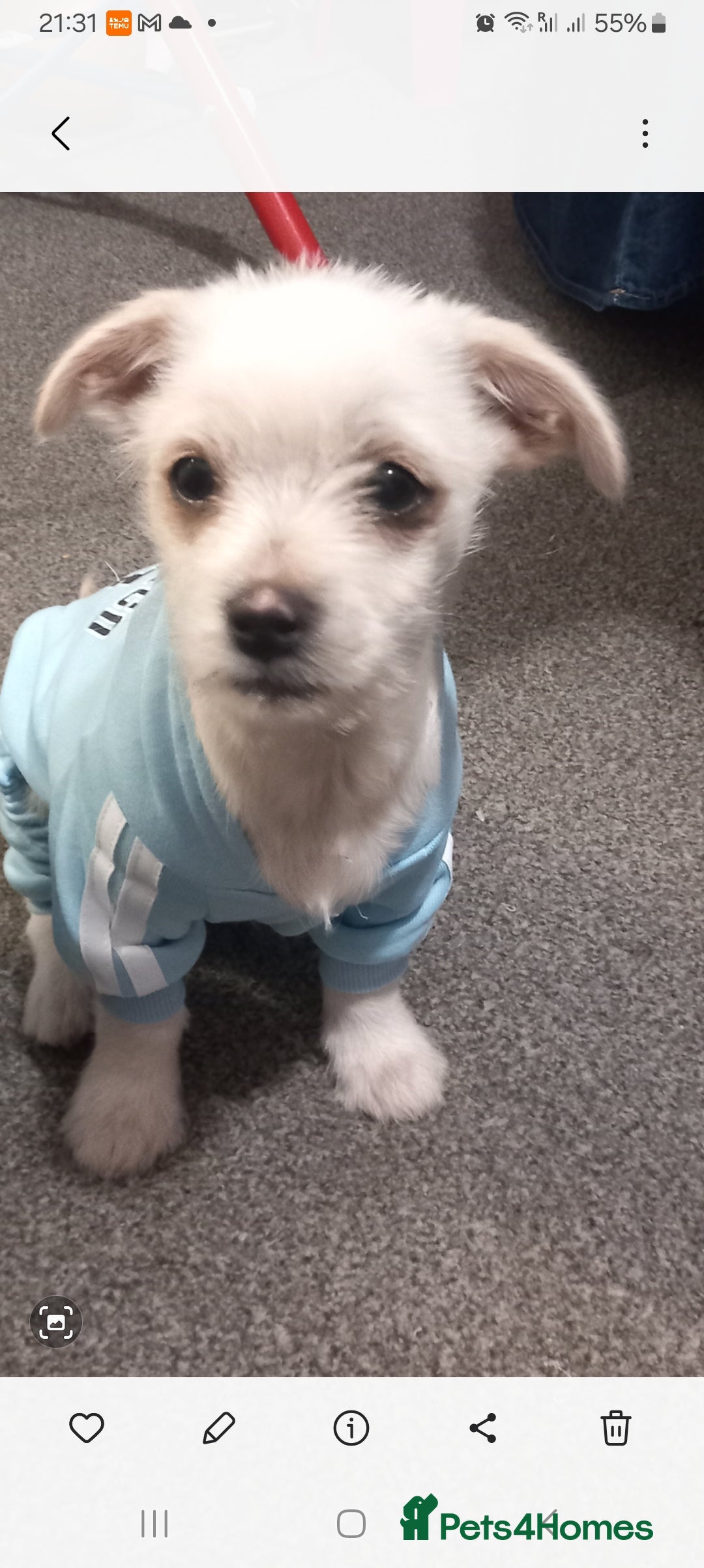 Bichon Frise dogs for sale: I am y are playful and eat at they  - Image 4