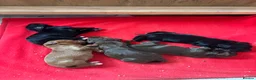 Sprocker dogs for sale: Beautiful littler of sprocker puppies  in Derby - Advert 9