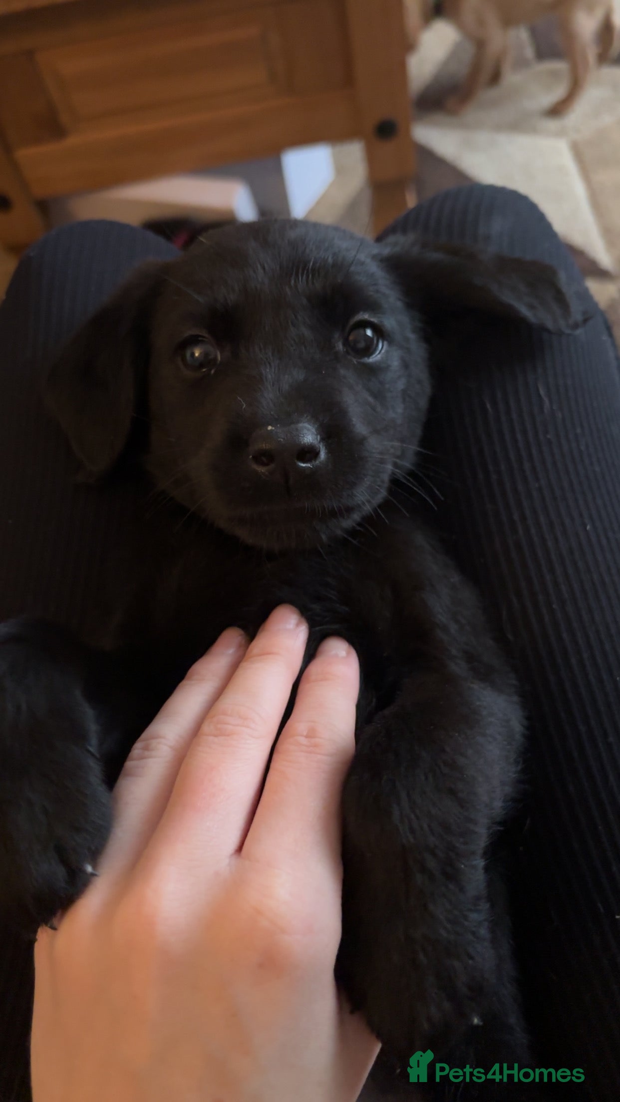 Labrador Retriever dogs Black Labrador puppies READY TO GO! - Advert 21