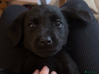 Labrador Retriever dogs - Advert 25