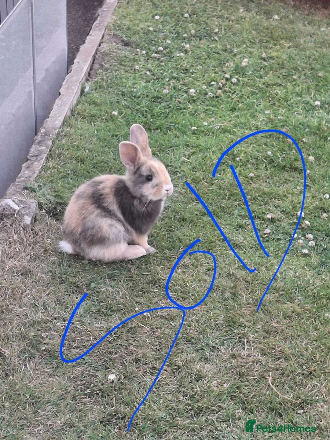 Mixed Breed rabbits for sale: Lionhead lops rabbits sold - Advert 2