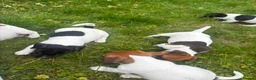 Jack Russell dogs for sale: 5 male Jack Russell puppies ready to go - Advert 15