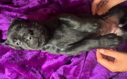 Mixed Breed dogs for sale: Cane Corso × Rottweiler/Bordeaux Puppies All Girls - Image 4