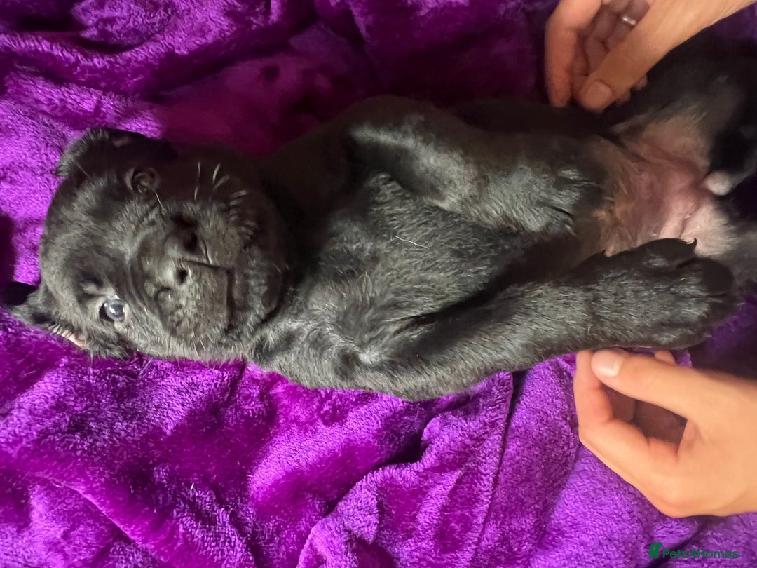 Mixed Breed dogs for sale: Cane Corso × Rottweiler/Bordeaux Puppies All Girls - Image 4