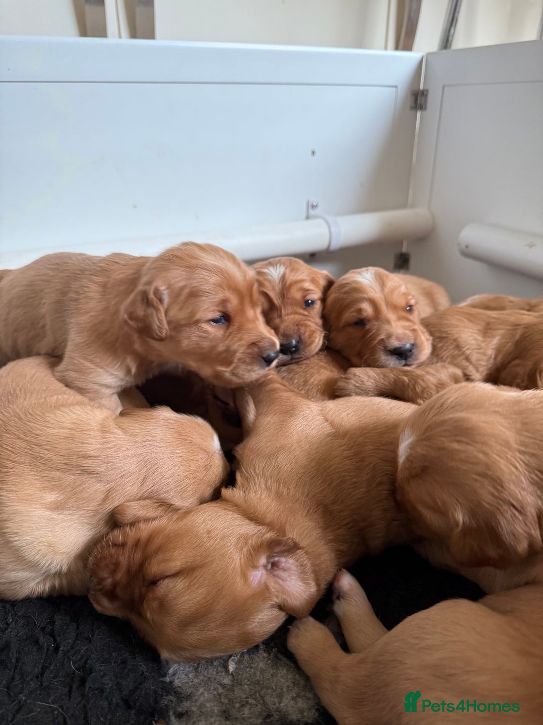 Golden Retriever dogs for sale: KC Working Golden Retriever Pups - Advert 30