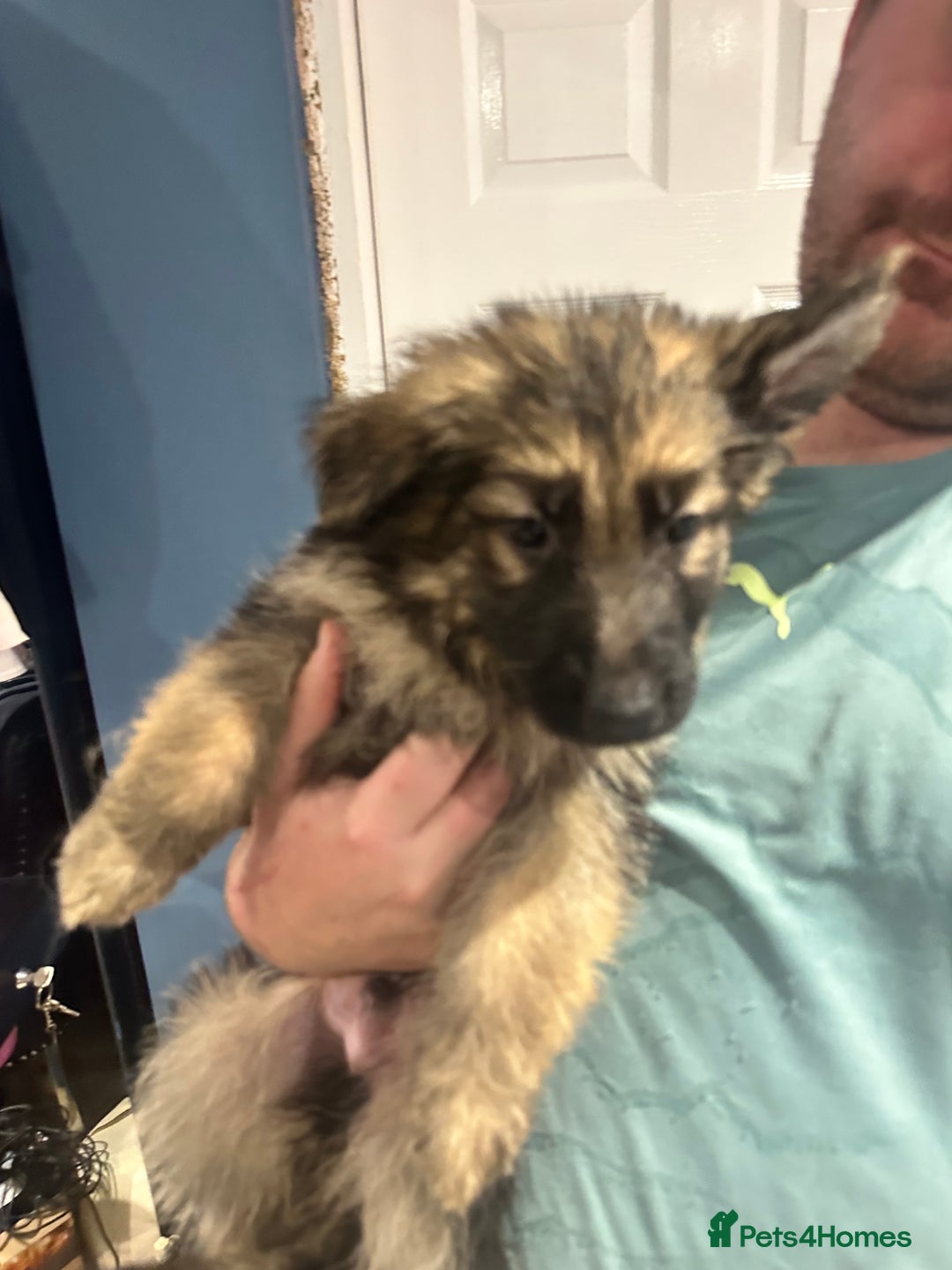 German Shepherd dogs for sale: German Shepherd puppies *Open to sensible offers* - Advert 13